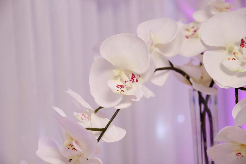White Silk Orchid